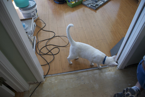 theh inspector